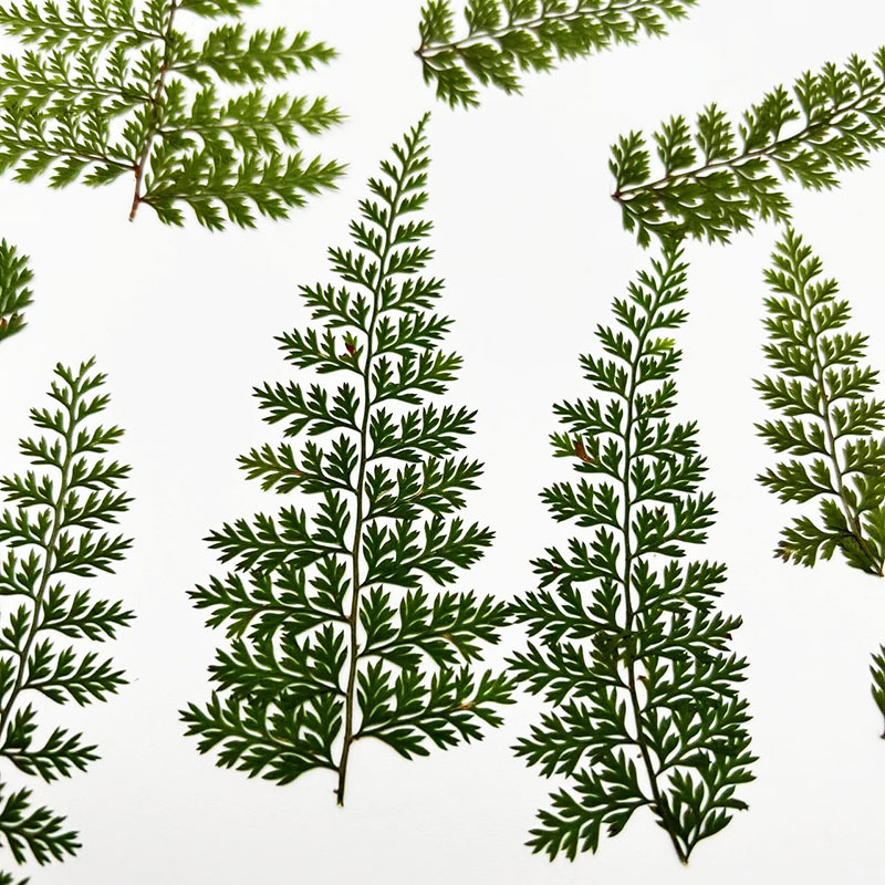 Pressed Flower Frame - 100Pcs Natural Rain Fern Leaf Specimens,