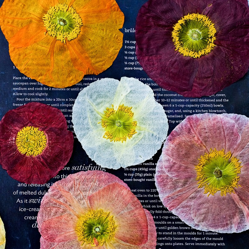 1pcs,Nature Field Poppy Presse - огляд і ціна Pressed Flower Frame