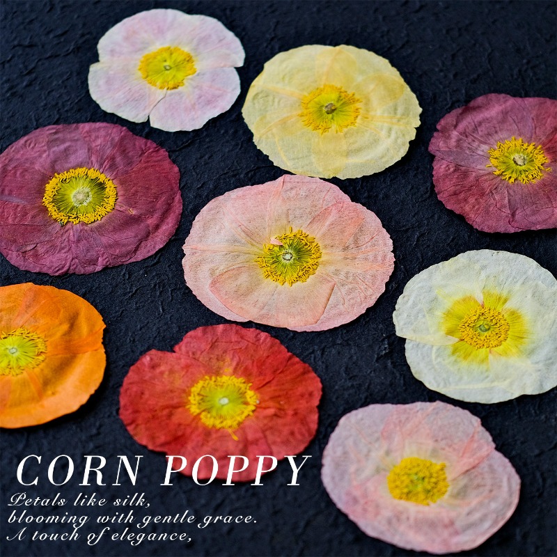 1pcs,Nature Field Poppy Presse - огляд і ціна Pressed Flower Frame