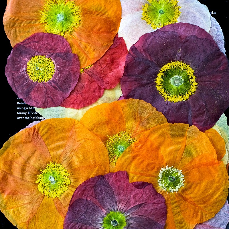 1pcs,Nature Field Poppy Presse - огляд і ціна Pressed Flower Frame
