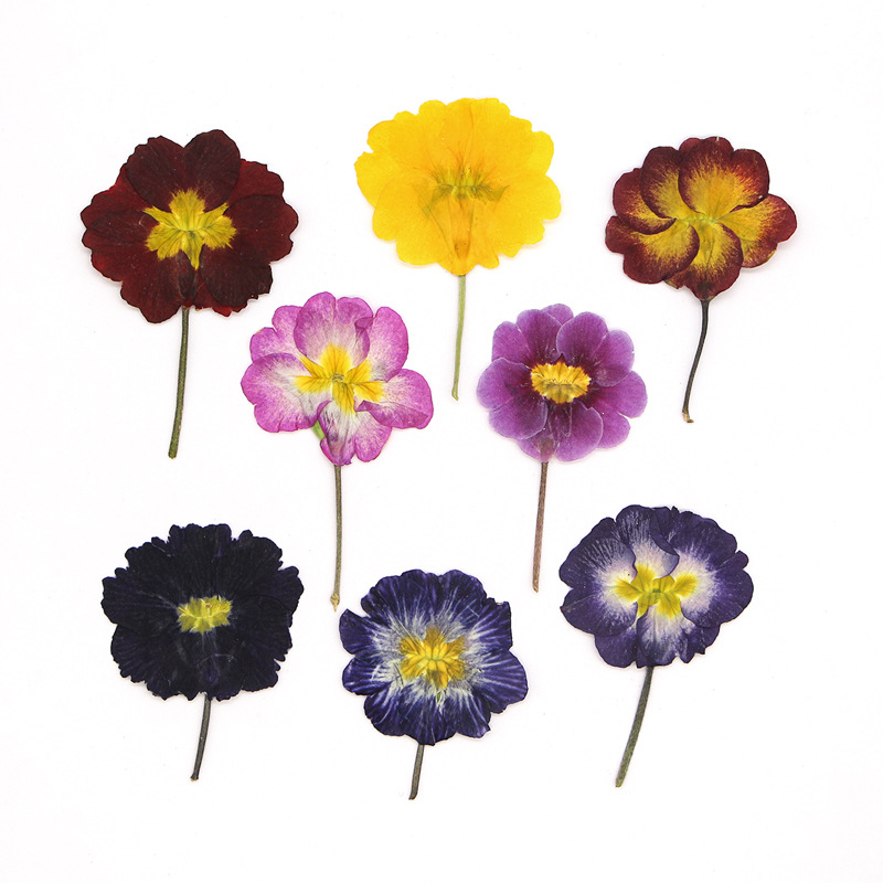 48Pcs European Primrose Teachi - огляд і ціна Pressed Flower Frame
