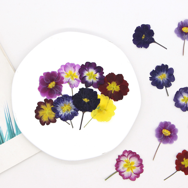 48Pcs European Primrose Teachi - огляд і ціна Pressed Flower Frame