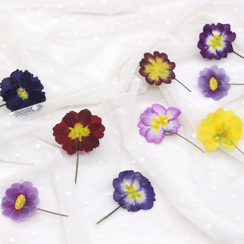 48Pcs European Primrose Teachi - огляд і ціна Pressed Flower Frame