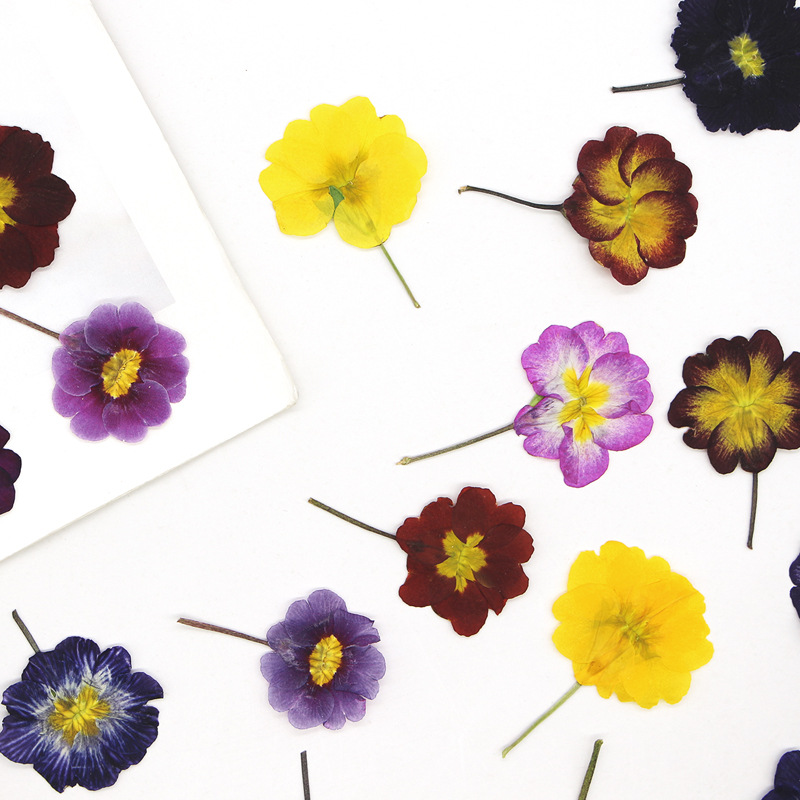 48Pcs European Primrose Teachi - огляд і ціна Pressed Flower Frame