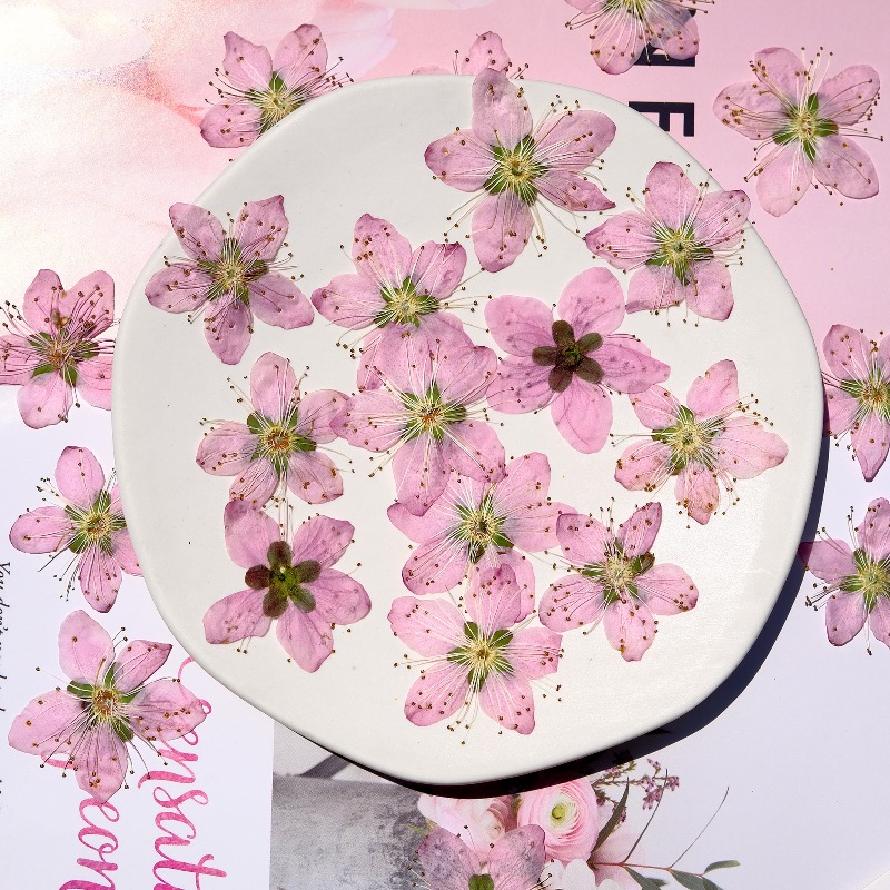 3-4cm./6pcs,Pink Peach Blossom - огляд і ціна Pressed Flower Frame