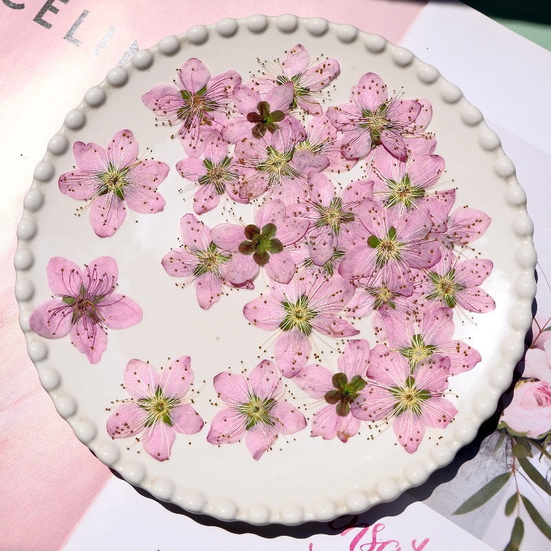 3-4cm./6pcs,Pink Peach Blossom - огляд і ціна Pressed Flower Frame
