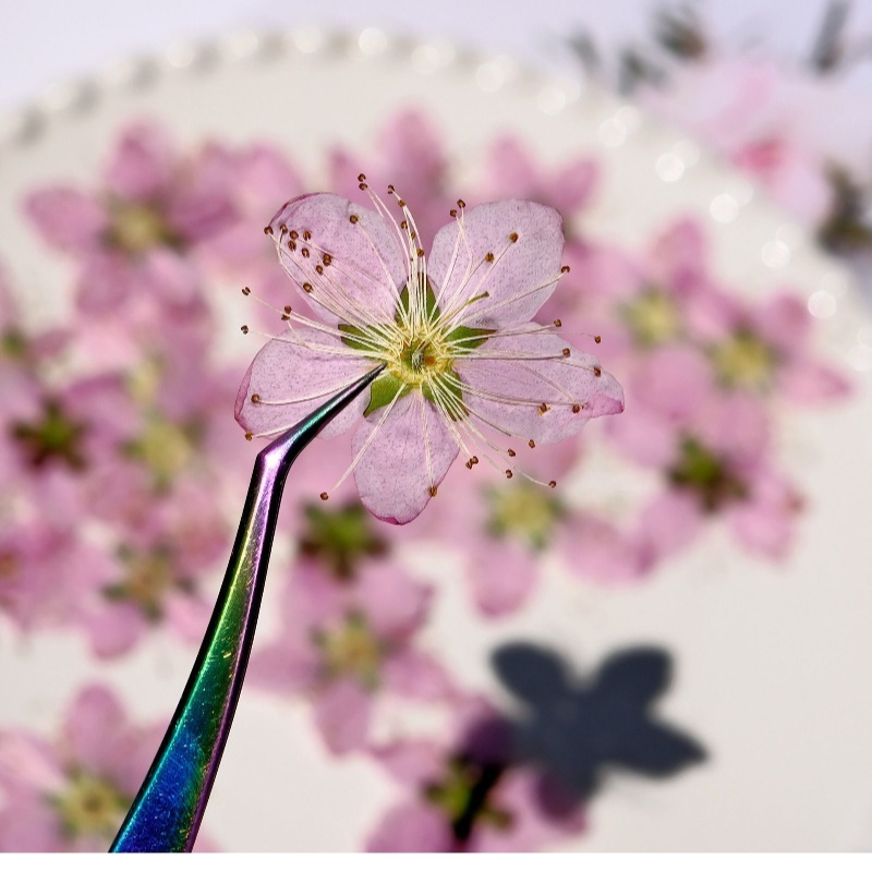 3-4cm./6pcs,Pink Peach Blossom - огляд і ціна Pressed Flower Frame