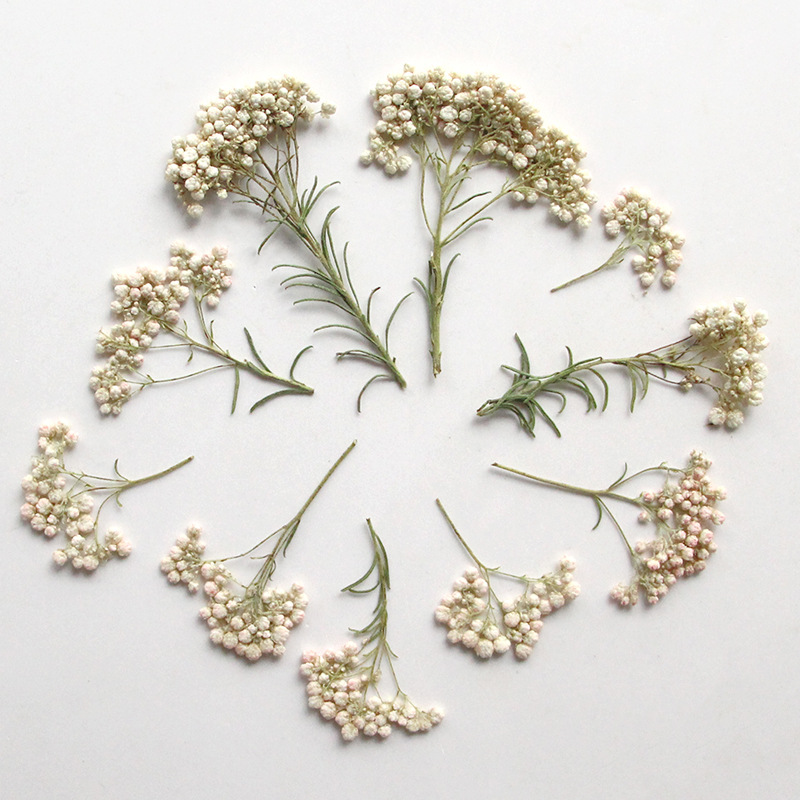12pcs, Nature Millet Flower Br - огляд і ціна Pressed Flower Frame
