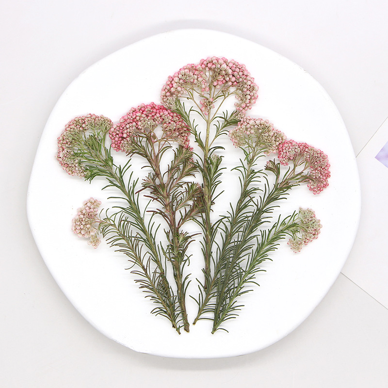 12pcs, Nature Millet Flower Br - огляд і ціна Pressed Flower Frame