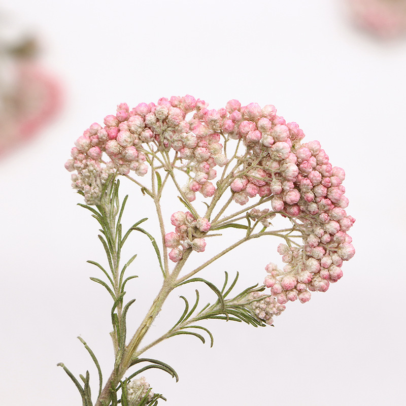 12pcs, Nature Millet Flower Br - огляд і ціна Pressed Flower Frame