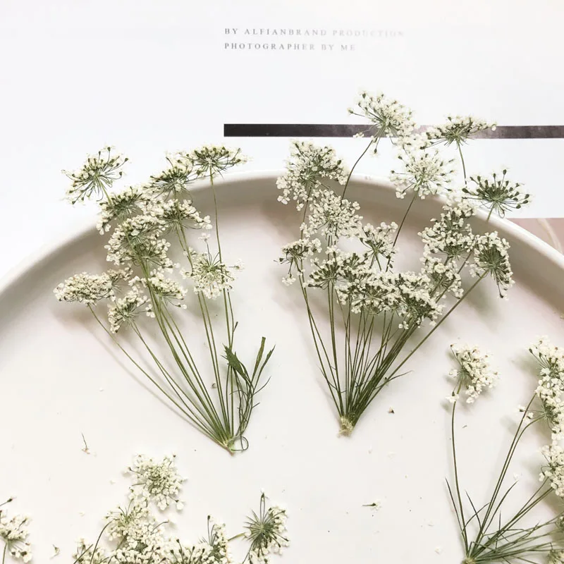 5-7cm/12pcs,Snow Tiny Flowers  - огляд і ціна Pressed Flower Frame