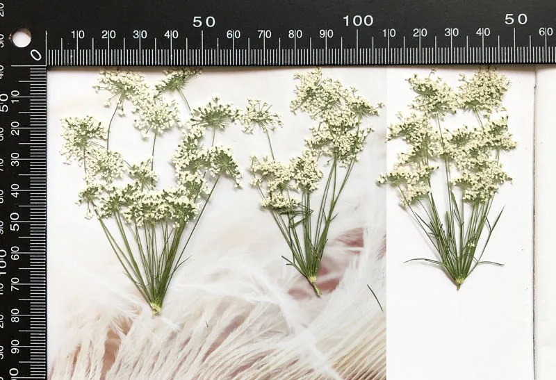 5-7cm/12pcs,Snow Tiny Flowers  - огляд і ціна Pressed Flower Frame