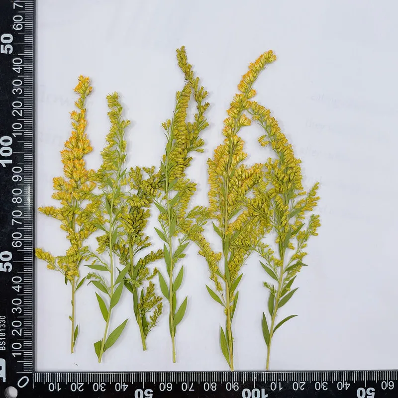 6-10cm/24pcs, Natural Pressed  - огляд і ціна Pressed Flower Frame