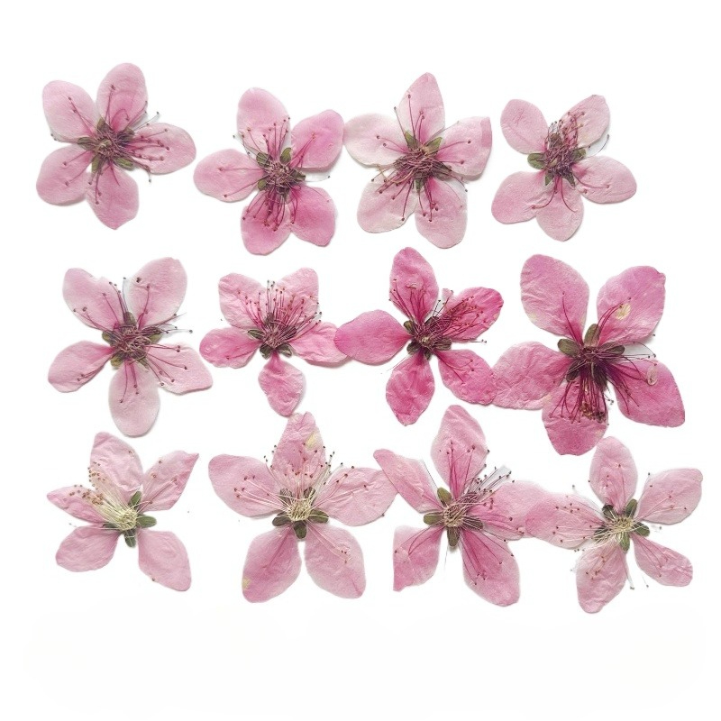 12pcs,Nature Peach Blossom Pre - огляд і ціна Pressed Flower Frame