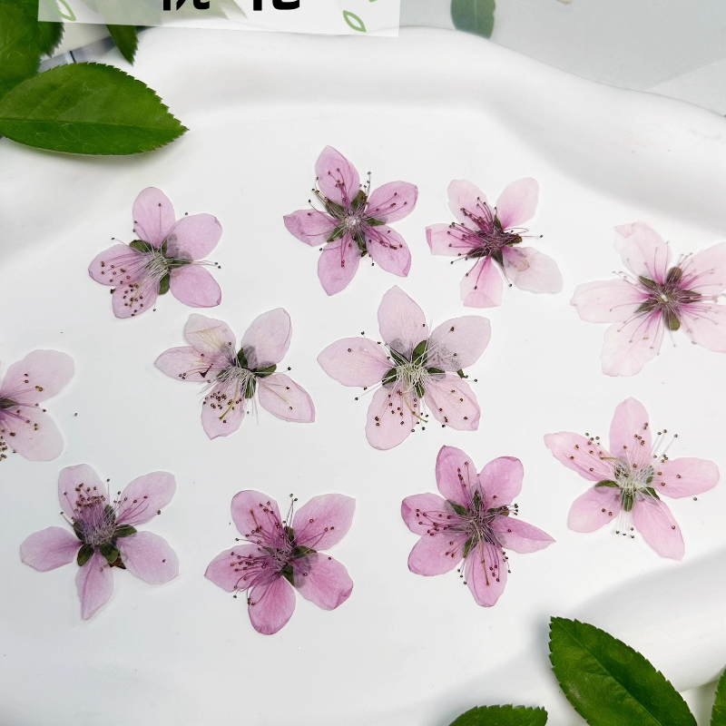 12pcs,Nature Peach Blossom Pre - огляд і ціна Pressed Flower Frame