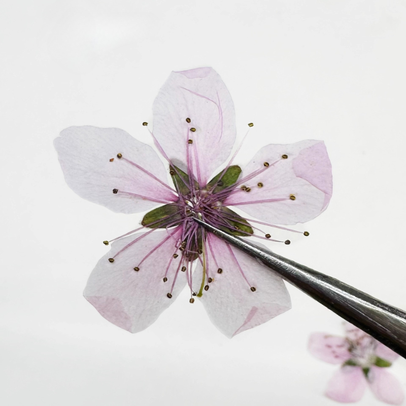 12pcs,Nature Peach Blossom Pre - огляд і ціна Pressed Flower Frame