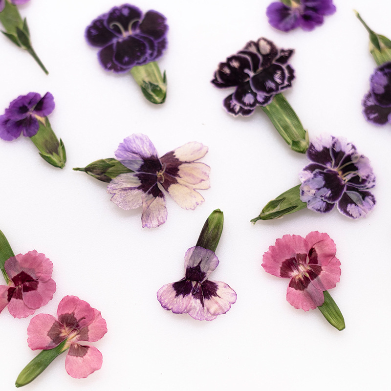 24pcs,Pressed Dried Dianthus F - огляд і ціна Pressed Flower Frame