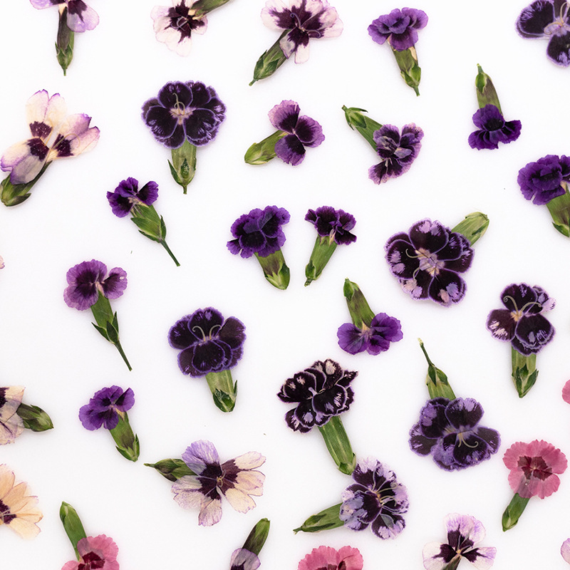 24pcs,Pressed Dried Dianthus F - огляд і ціна Pressed Flower Frame