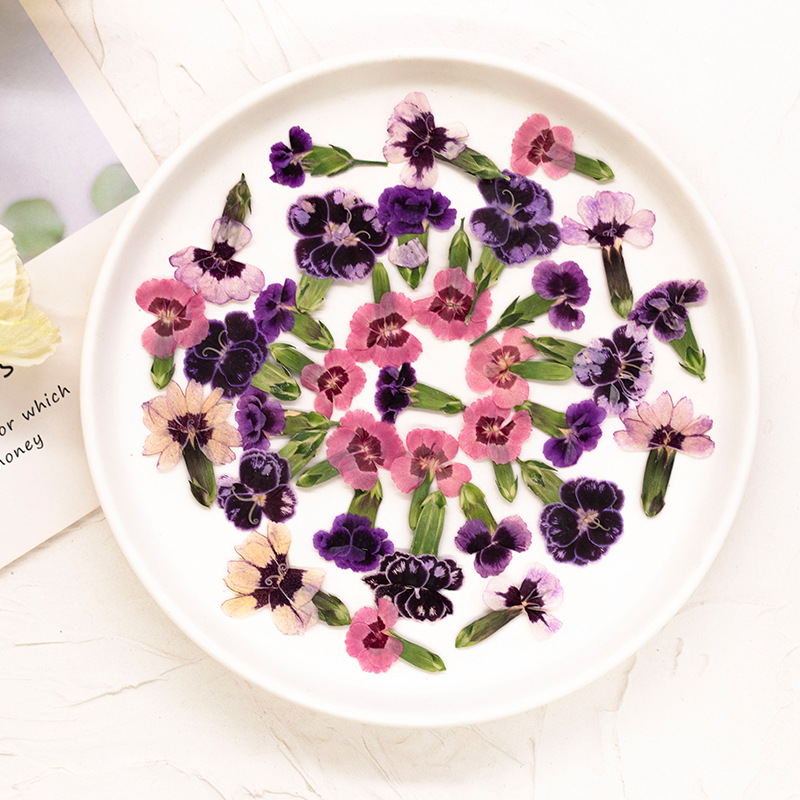 24pcs,Pressed Dried Dianthus F - огляд і ціна Pressed Flower Frame