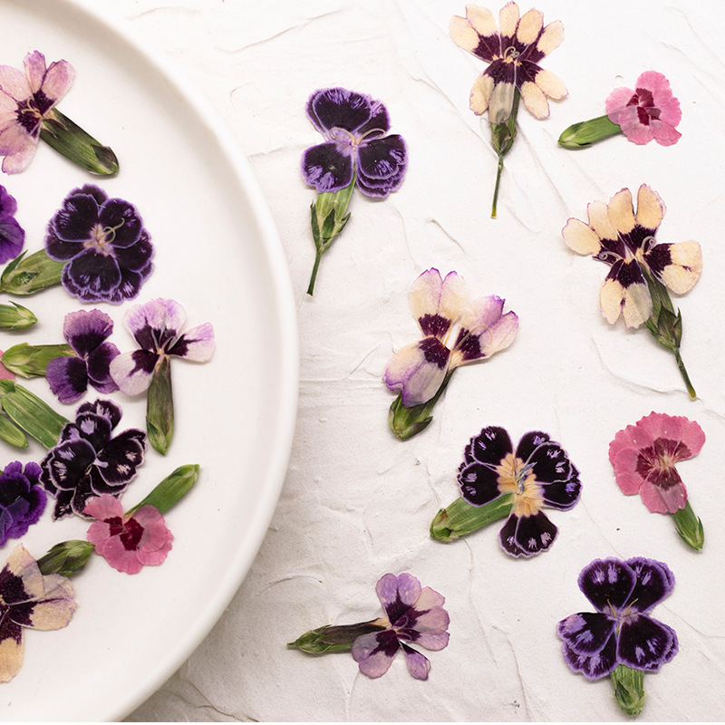 24pcs,Pressed Dried Dianthus F - огляд і ціна Pressed Flower Frame
