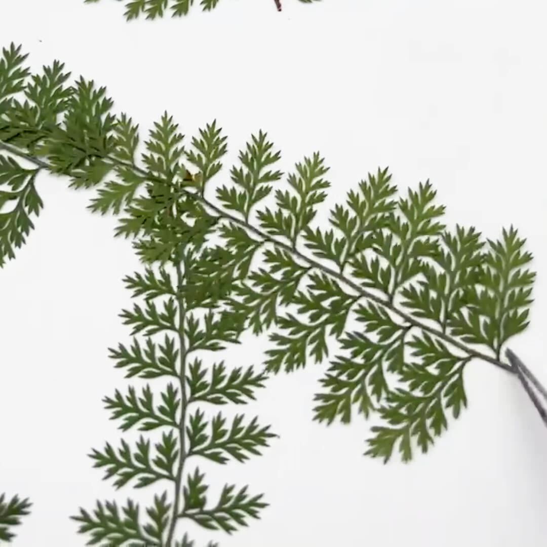 100Pcs Natural Rain Fern Leaf  - огляд і ціна Pressed Flower Frame