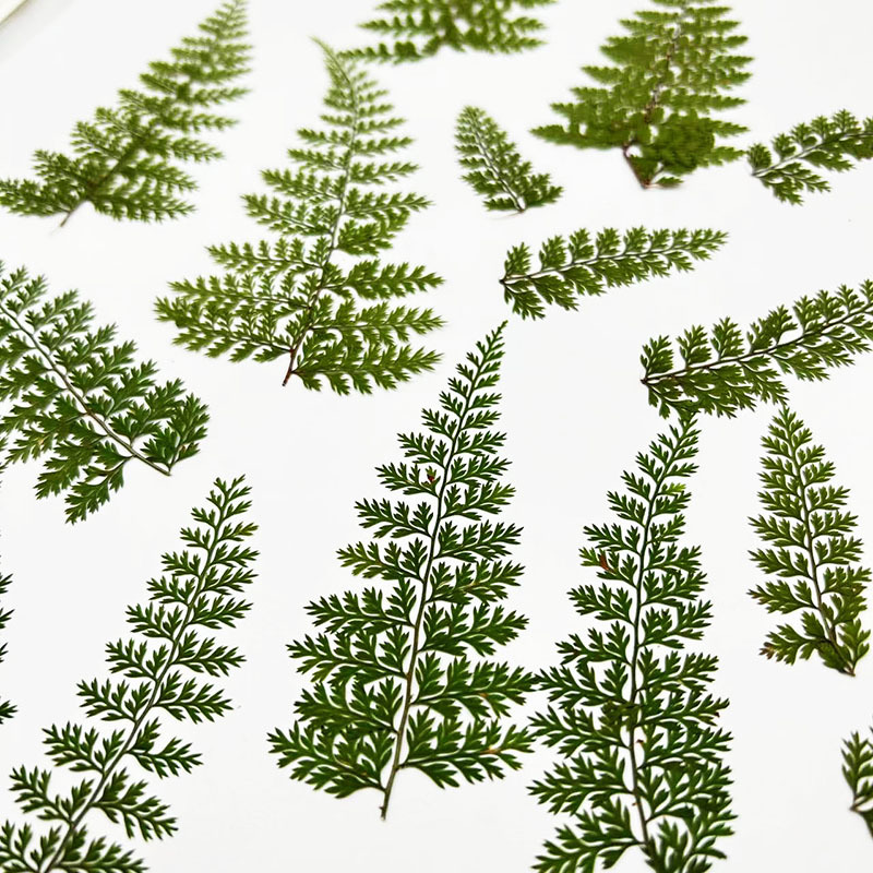 100Pcs Natural Rain Fern Leaf  - огляд і ціна Pressed Flower Frame
