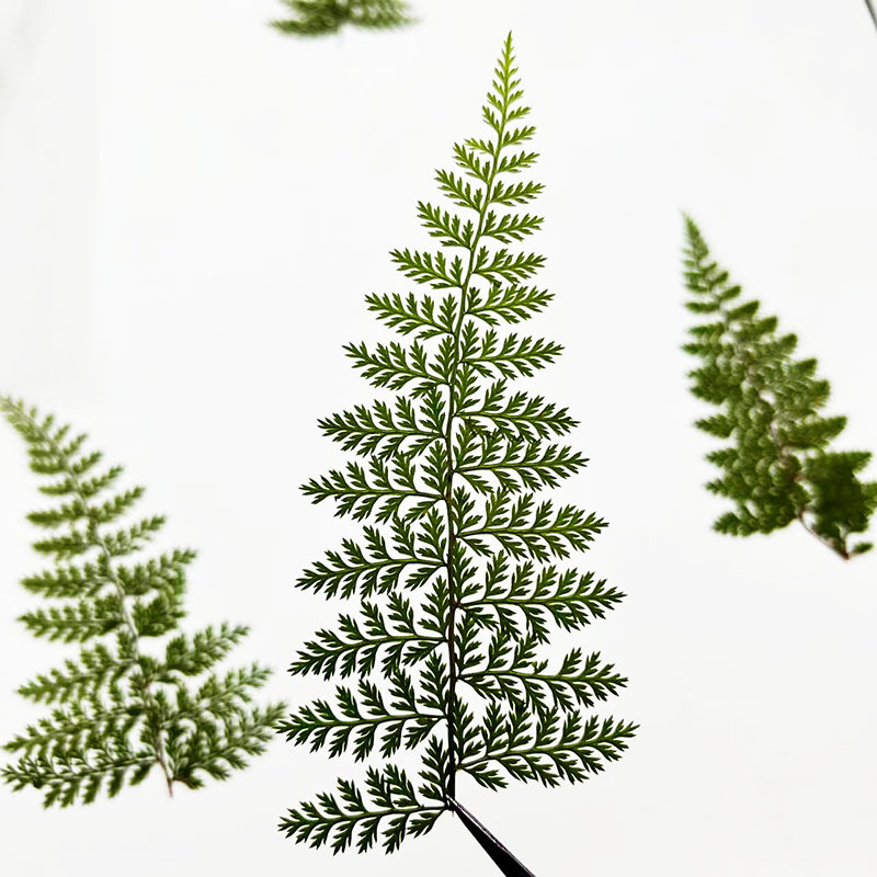100Pcs Natural Rain Fern Leaf  - огляд і ціна Pressed Flower Frame