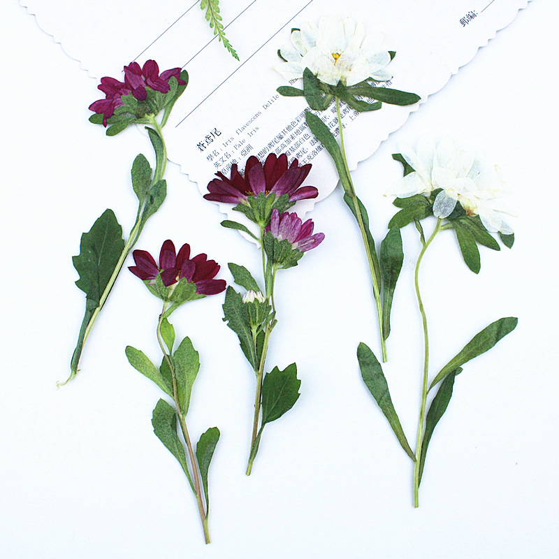 24pcs,Mini Chrysanthemum Press - огляд і ціна Pressed Flower Frame