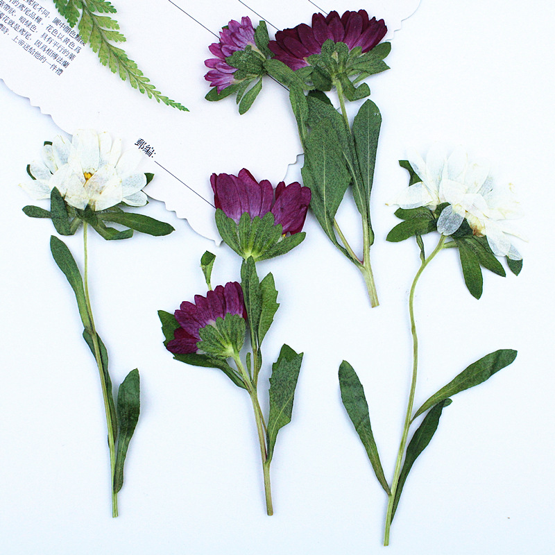 24pcs,Mini Chrysanthemum Press - огляд і ціна Pressed Flower Frame