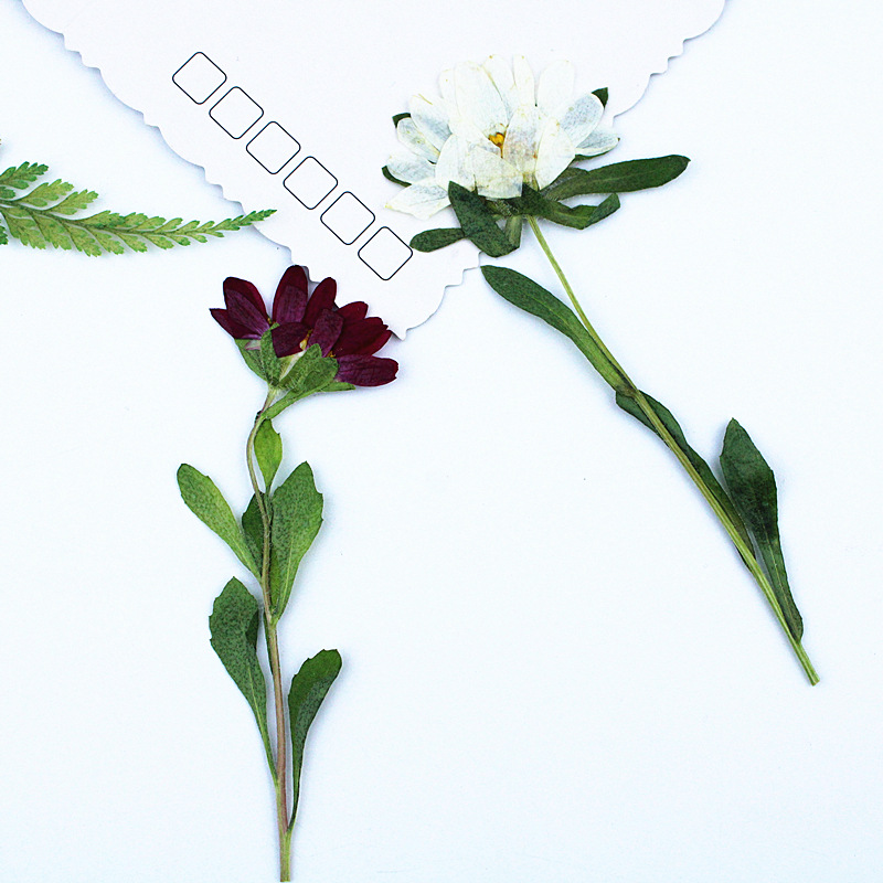 24pcs,Mini Chrysanthemum Press - огляд і ціна Pressed Flower Frame